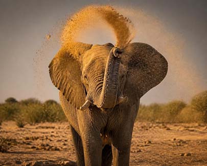 Elephant scatters dirt over its head